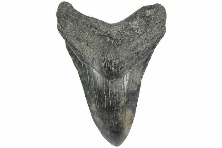 4.07" Fossil Megalodon Tooth - South Carolina
